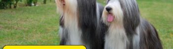 5 Consejos para perros de pelo largo