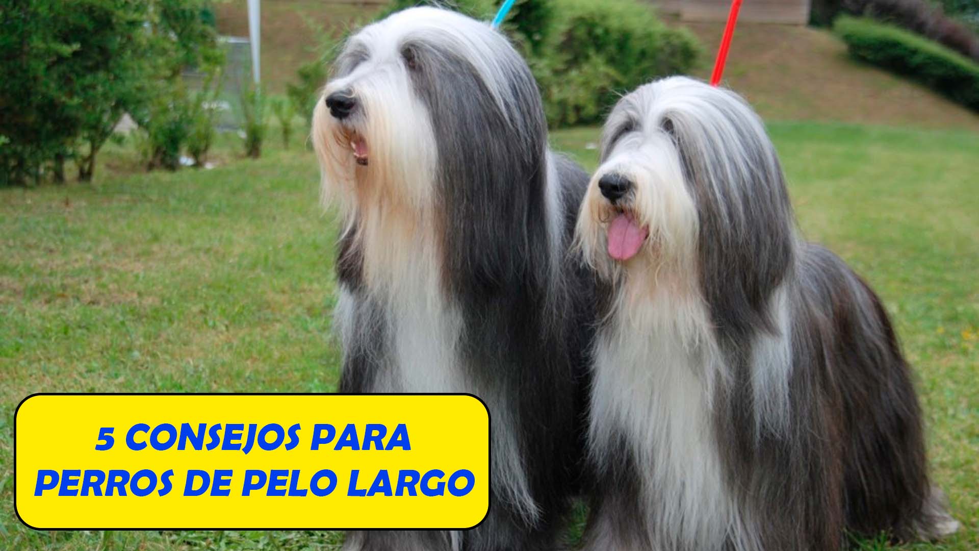 5 Consejos para perros de pelo largo