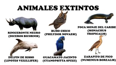 Animales extintos: 17 especies que han desaparecido en los últimos siglos