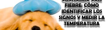 Cachorro con fiebre: cómo identificar los signos y medir la temperatura