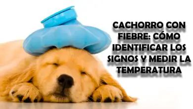 Cachorro con fiebre: cómo identificar los signos y medir la temperatura