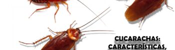 Cucarachas: características, curiosidades y cómo evitarlas
