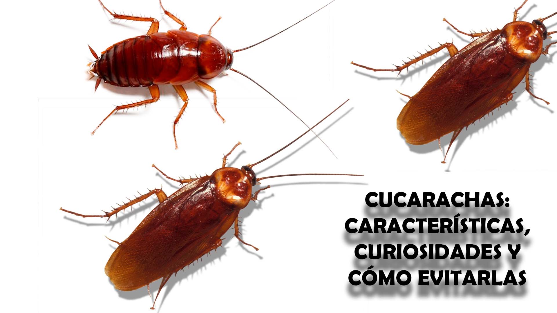 Cucarachas: características, curiosidades y cómo evitarlas