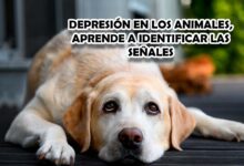 Depresión en los animales, aprende a identificar las señales