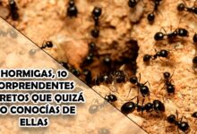 Hormigas, 10 sorprendentes secretos que quizá no conocías de ellas