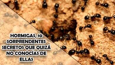 Hormigas, 10 sorprendentes secretos que quizá no conocías de ellas