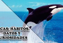 Orcas: Hábitos, datos y curiosidades
