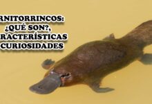 Ornitorrincos: ¿Qué son?, características y curiosidades