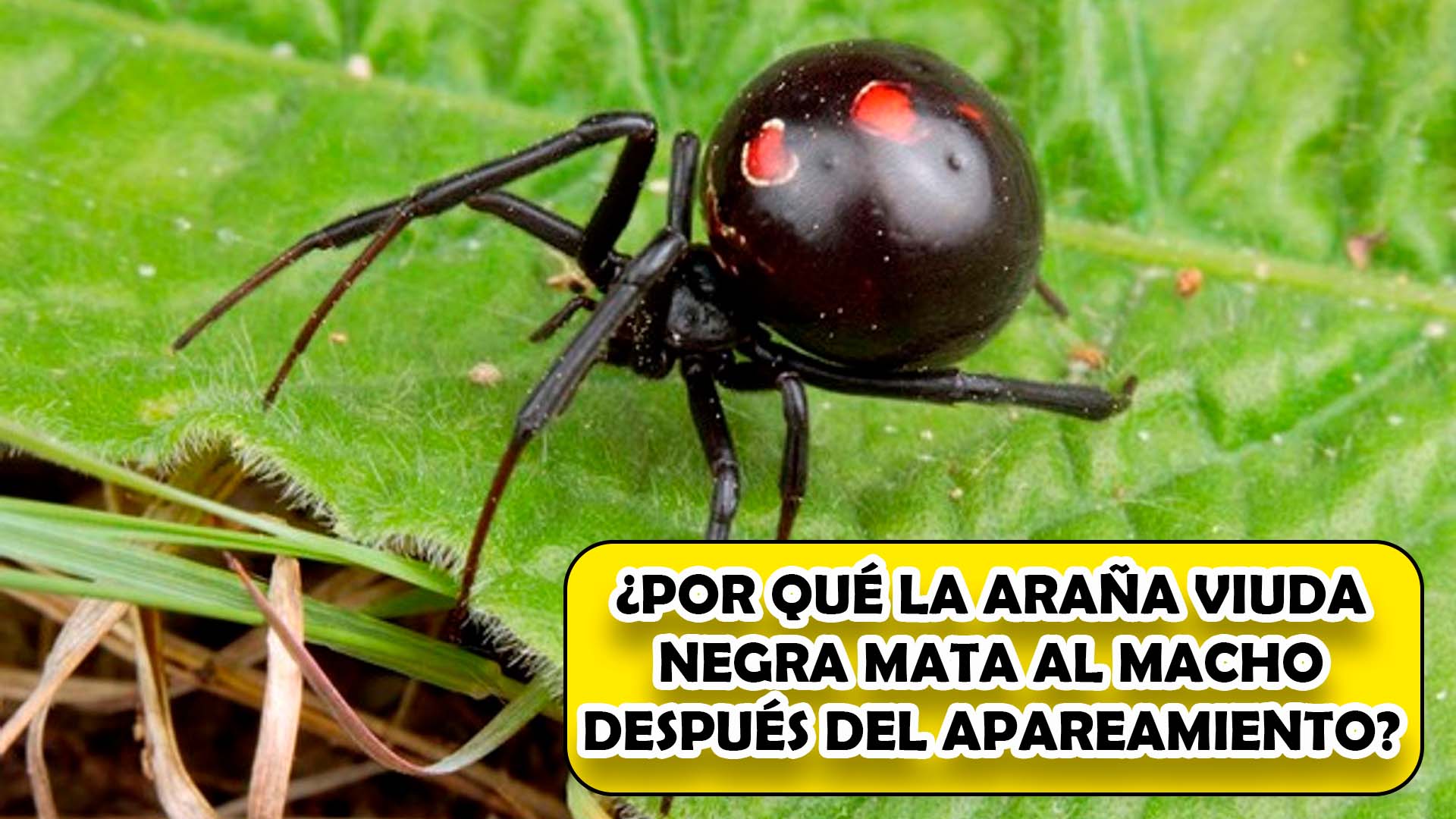 ¿Por qué la araña viuda negra mata al macho después del apareamiento?