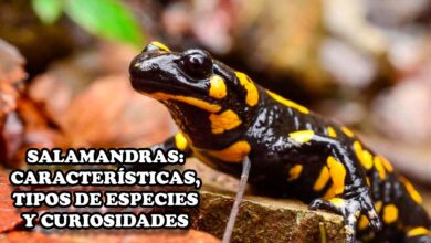 Salamandras: Características, tipos de especies y curiosidades