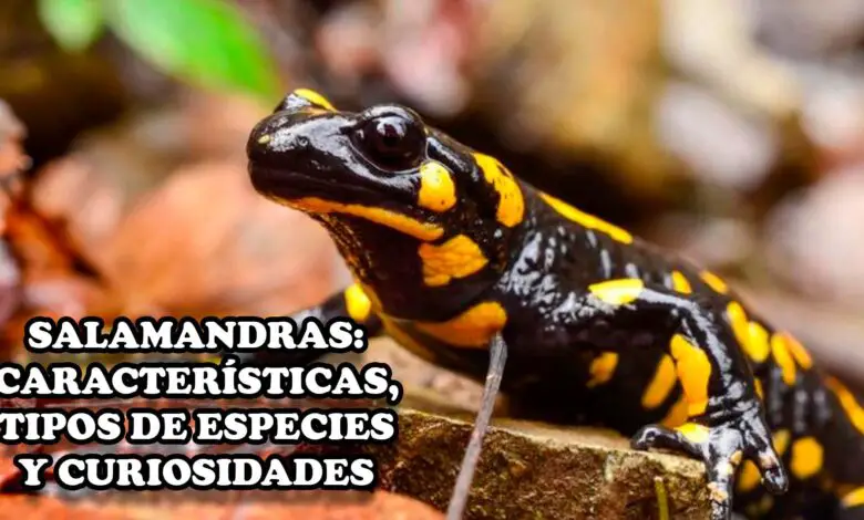 Salamandras: Características, tipos de especies y curiosidades