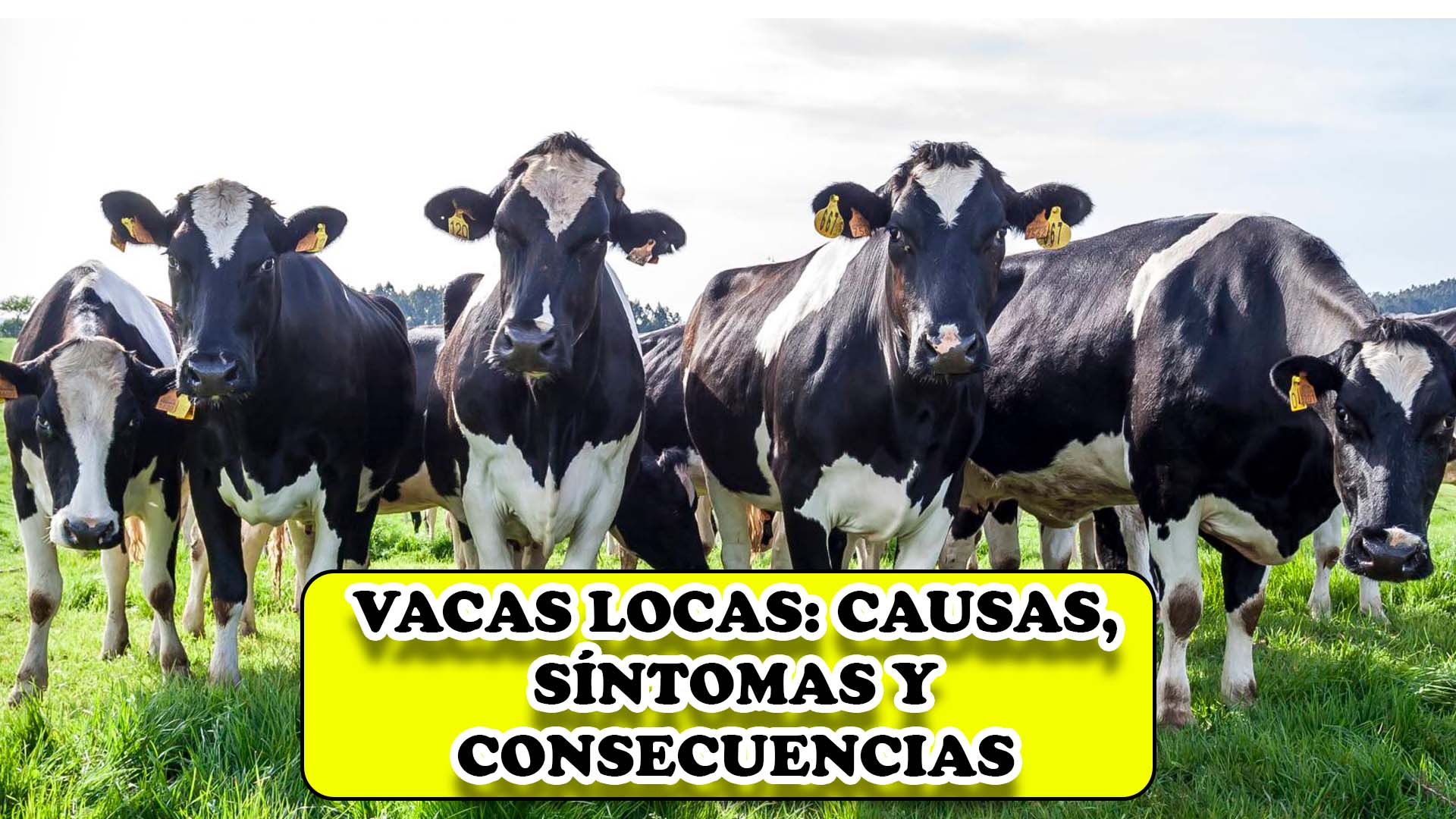 Vacas locas: Causas, síntomas y consecuencias