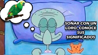 Soñar con un loro, conoce sus significados