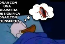 Soñar con una cucaracha ¿Qué significa soñar con este insecto?