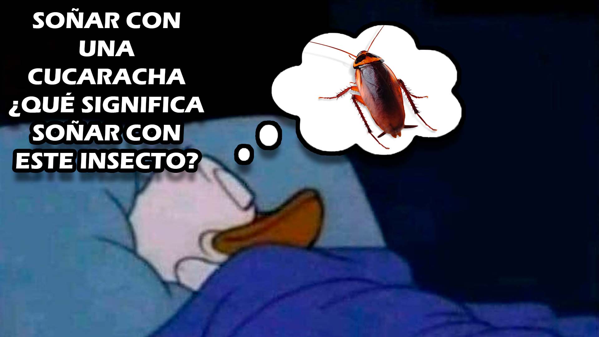 Soñar con una cucaracha ¿Qué significa soñar con este insecto?