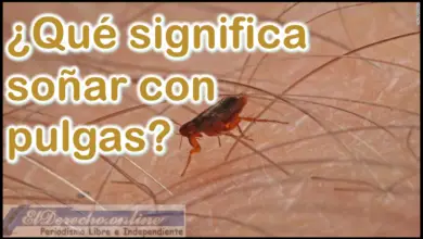 Soñar con pulgas ¿Qué significa este sueño?