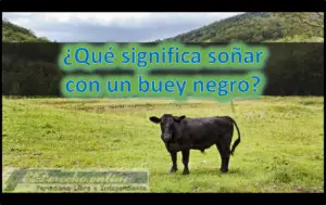 ▷ Soñar con un Buey negro ¿Qué significa este sueño? » 2023 El Derecho Online 🥇 Soñar con un Buey negro ¿Qué significa este sueño?