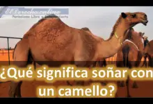 Soñar con un Camello ¿Qué significa este sueño?