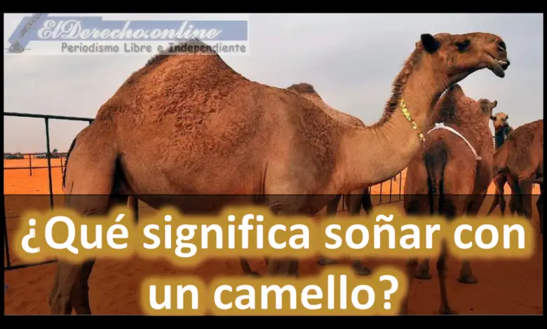 Soñar con un Camello ¿Qué significa este sueño?