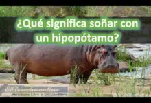 Soñar con un Hipopótamo ¿Qué significa este sueño?