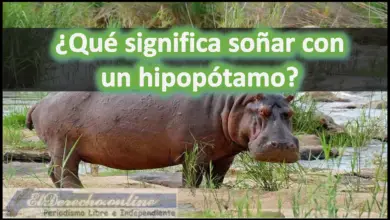 Soñar con un Hipopótamo ¿Qué significa este sueño?