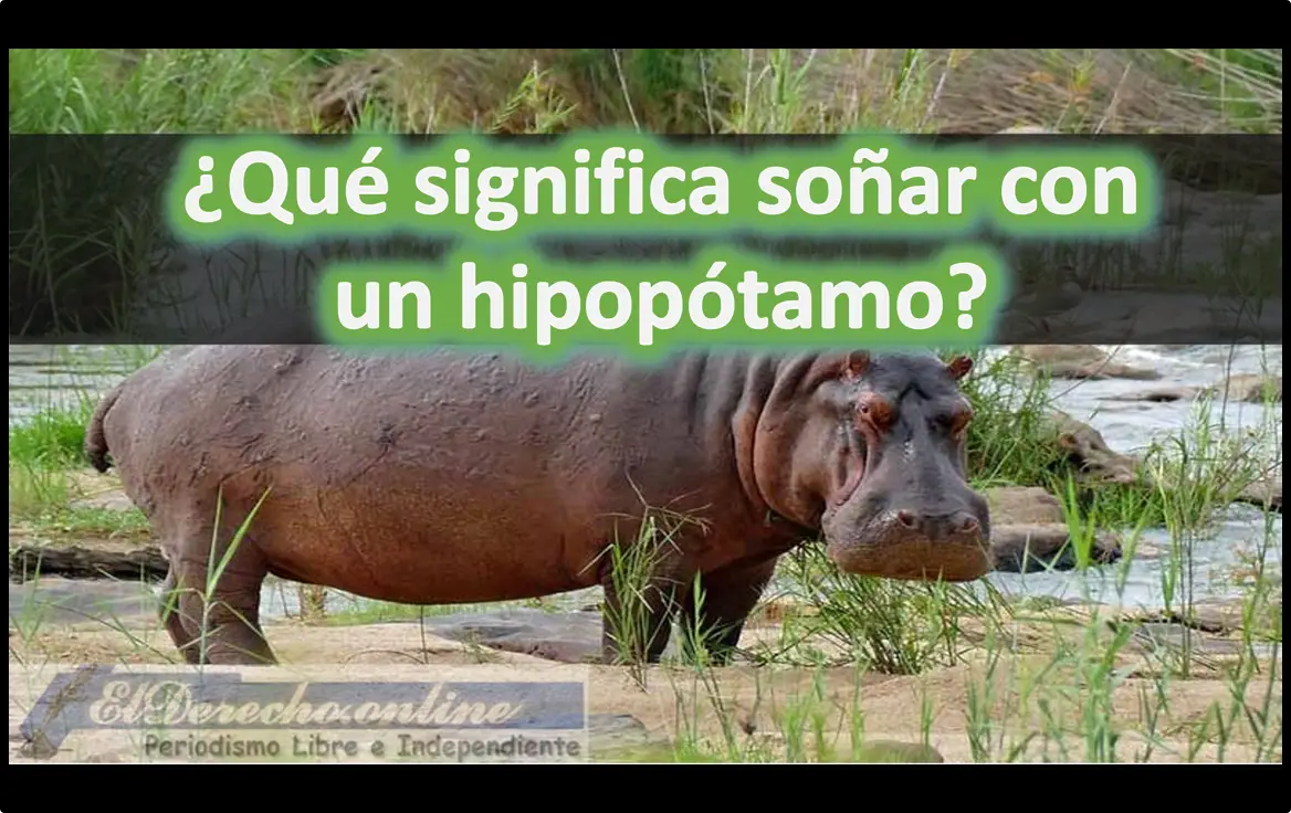 Soñar con un Hipopótamo ¿Qué significa este sueño?