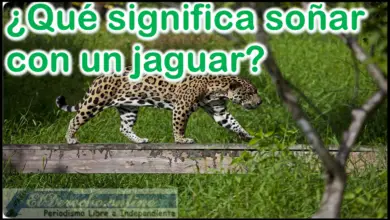 Soñar con un Jaguar ¿Qué significa este sueño?