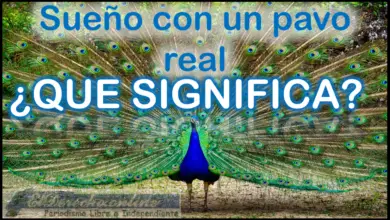 Soñar con un Pavo Real ¿Qué significa este sueño?