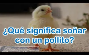 ▷ Soñar con un Pollito ¿Qué significa este sueño? » 2023 El Derecho Online 🥇 Soñar con un Pollito ¿Qué significa este sueño?