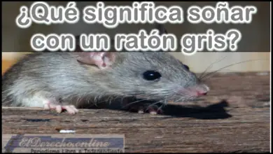 Soñar con un Raton o Rata gris ¿Qué significa este sueño?