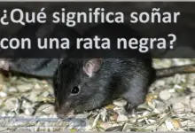 Soñar con una Rata negra ¿Qué significa este sueño?