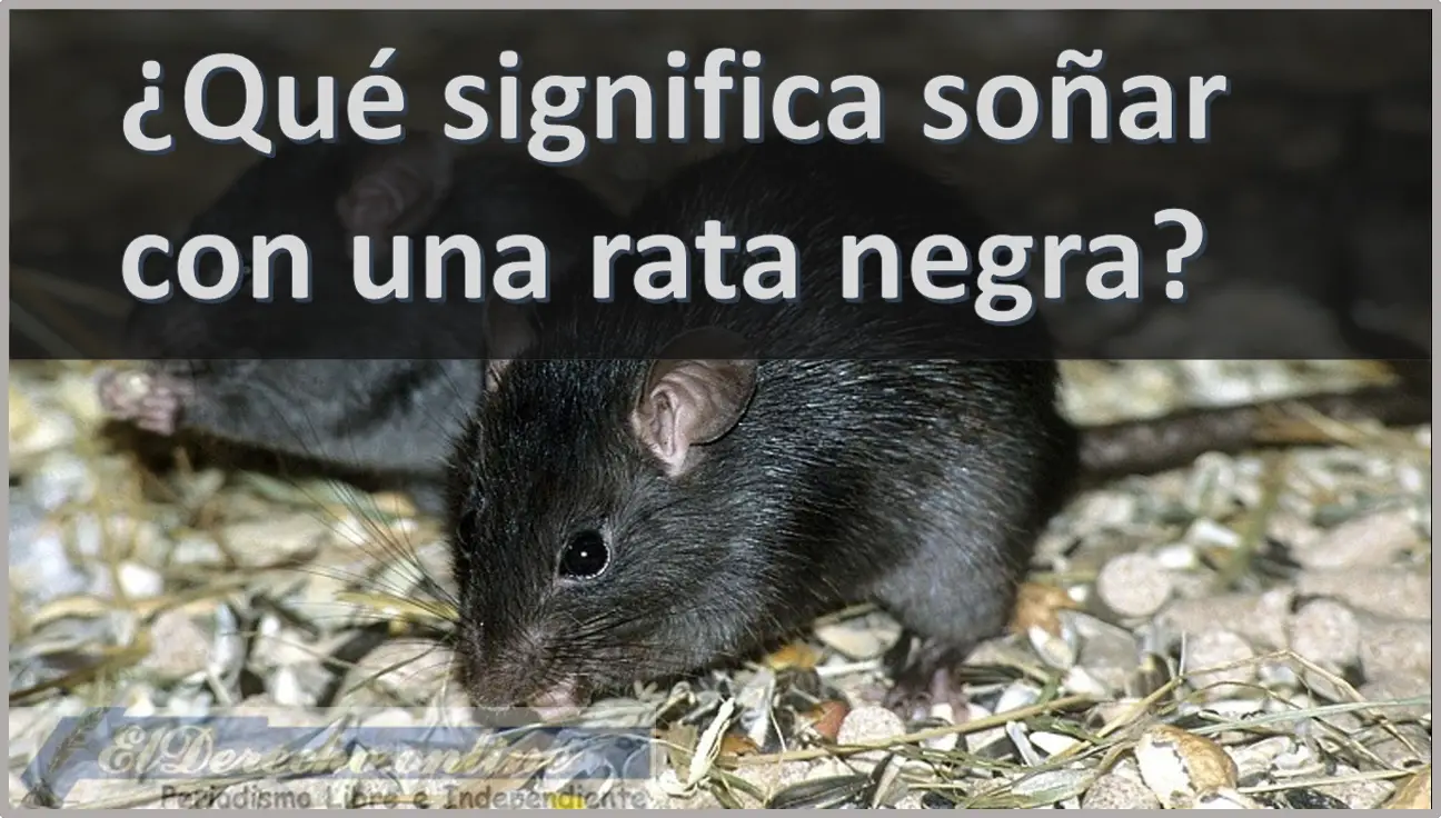 Soñar con una Rata negra ¿Qué significa este sueño?