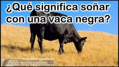 Soñar con una Vaca negra ¿Qué significa este sueño?