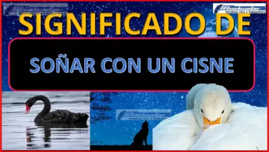 Soñar con un Cisne ¿Qué significa este sueño?