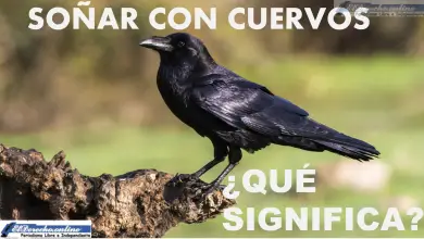 Soñar con Cuervos ¿Qué significa este sueño?