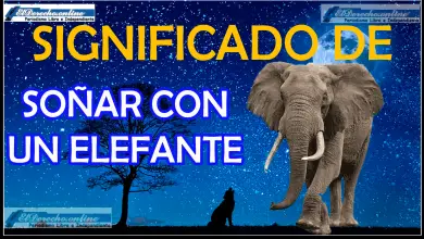 ¿Qué significa soñar con un elefante?