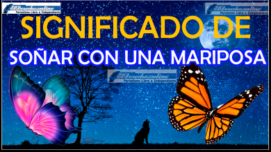 Soñar con una Mariposa ¿Qué significa este sueño?