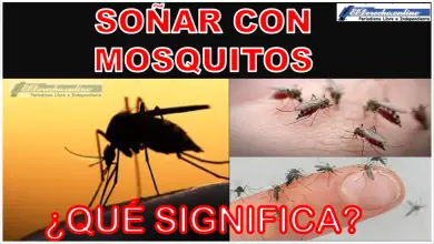 Soñar con Mosquitos ¿Qué significa este sueño?