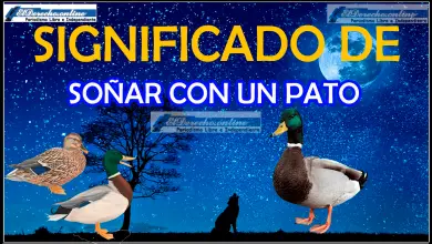 Soñar con un Pato ¿Qué significa este sueño?