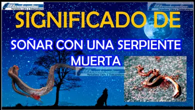 Soñar con una Serpiente muerta ¿Qué significa este sueño?