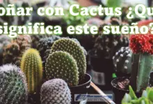 Soñar con Cactus ¿Qué significa este sueño?