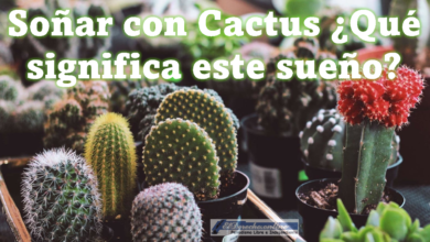 Soñar con Cactus ¿Qué significa este sueño?