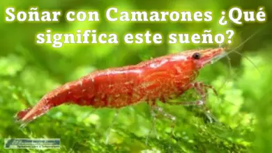 Soñar con Camarones ¿Qué significa este sueño?