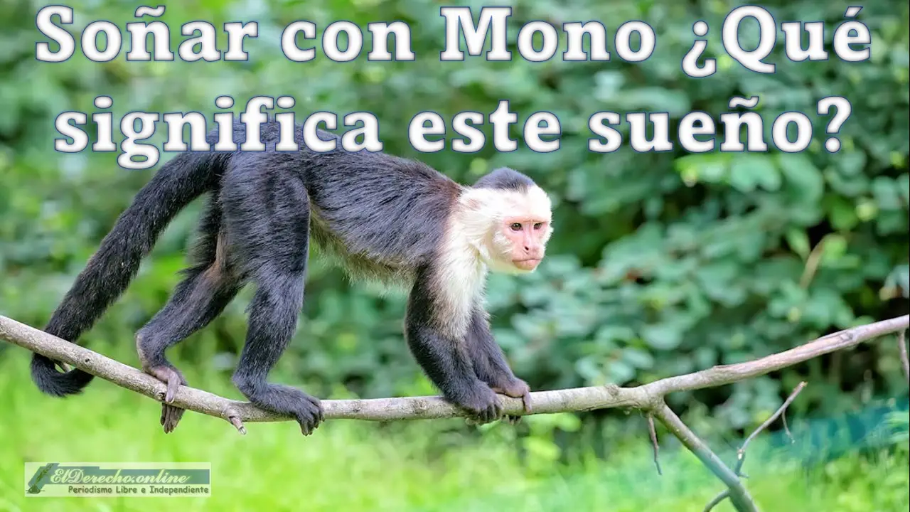 ▷▷ Soñar Con Mono ¿Qué Este 🥇 El Derecho Online【2023 】