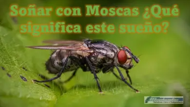 Soñar con Moscas ¿Qué significa este sueño?