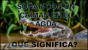 ▷ Soñar con un Caimán en el agua ¿Qué significa este sueño? » 2023 El Derecho Online 🥇 Soñar con un Caimán en el agua ¿Qué significa este sueño?