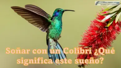 Soñar con un Colibrí ¿Qué significa este sueño?