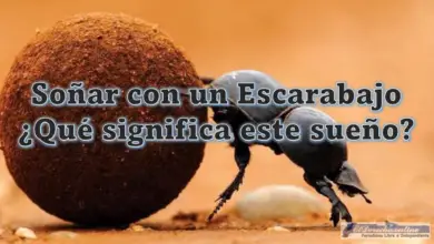 Soñar con un Escarabajo ¿Qué significa este sueño?