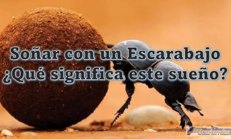 ▷ Soñar con un Escarabajo ¿Qué significa este sueño? » 2023 El Derecho Online 🥇 Soñar con un Escarabajo ¿Qué significa este sueño?