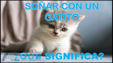 Soñar con un Gatito ¿Qué significa este sueño?